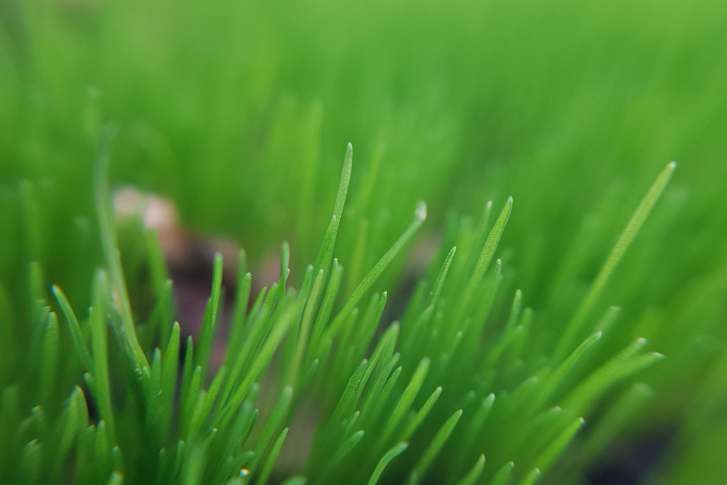 Gazon tânăr în faza de germinare, rezultat al unei însămânțări corecte și a unei îngrijiri adecvate