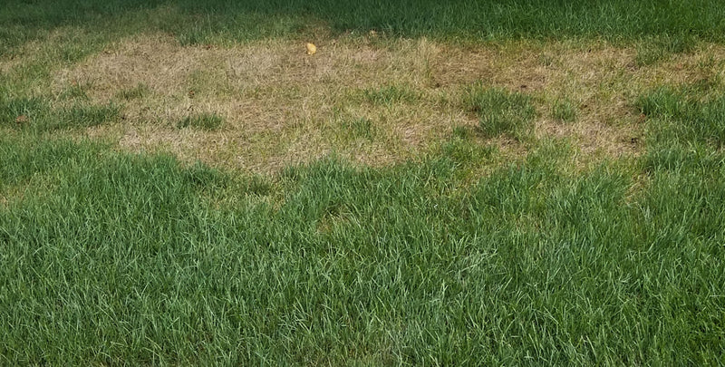 Pythium in gazon