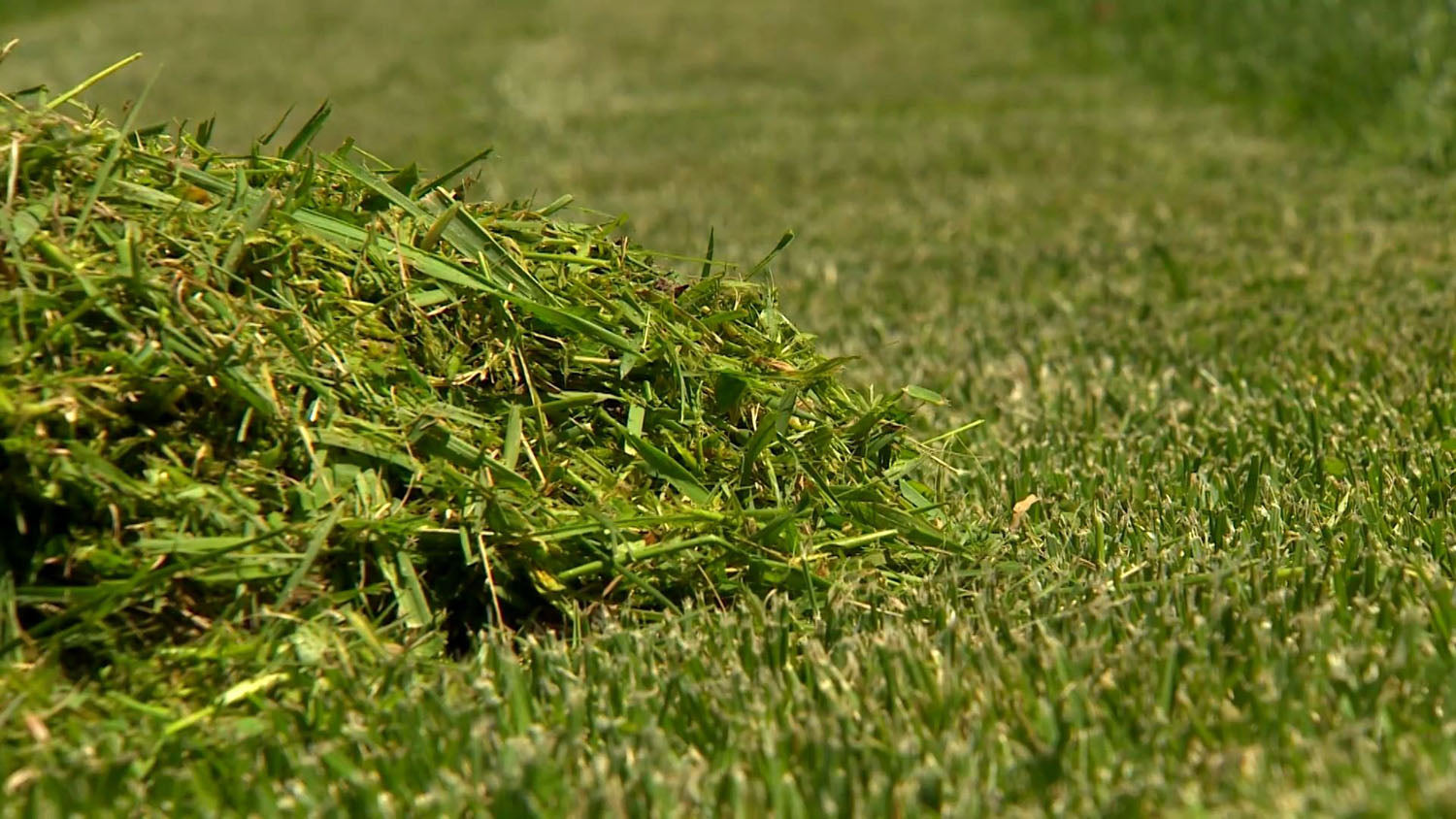 Iarbă cosită reutilizată ca mulci, compost sau fertilizant natural