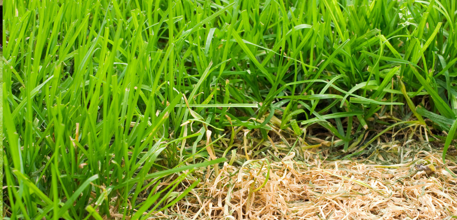 Zonele uscate din gazon pot fi regenerate prin însămânțare, aerare și udare corespunzătoare.