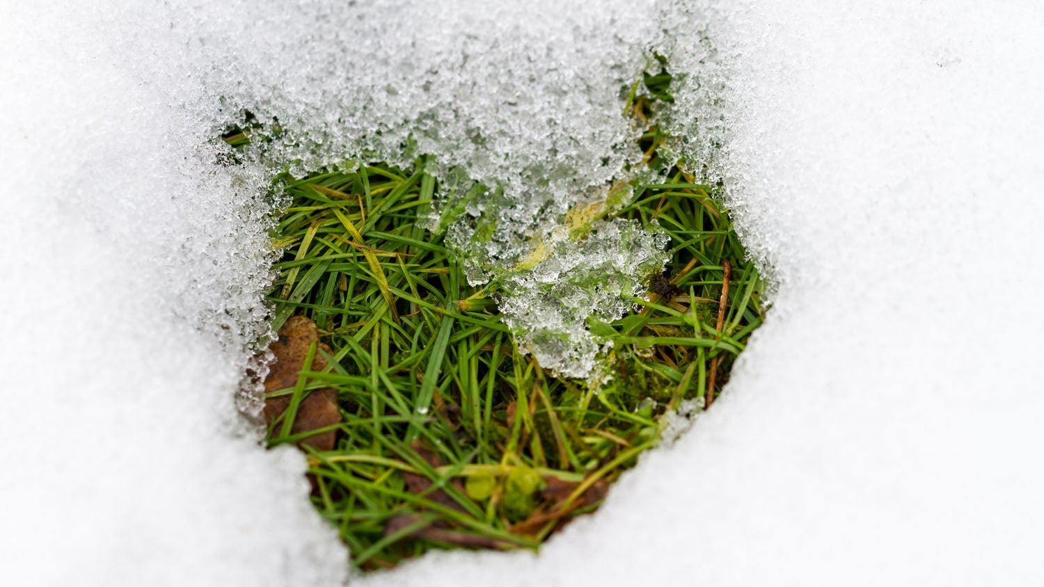 Gazon acoperit de zăpadă și afectat după sezonul rece.