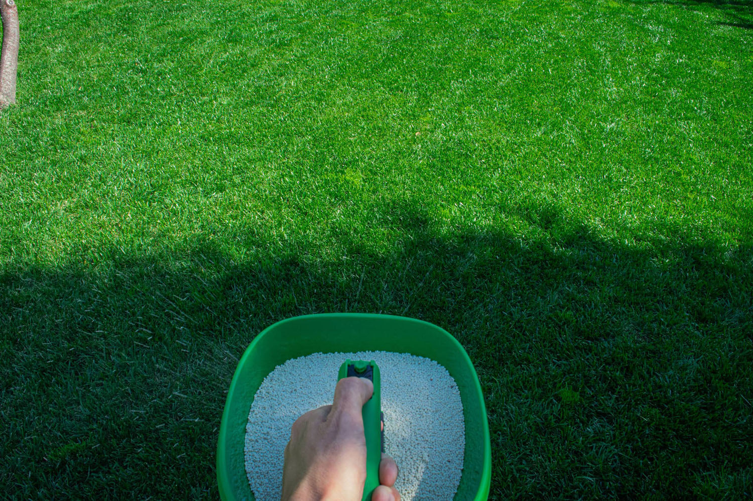 Fertilizare gazon cu îngrășământ granular pentru o creștere viguroasă și un verde intens.