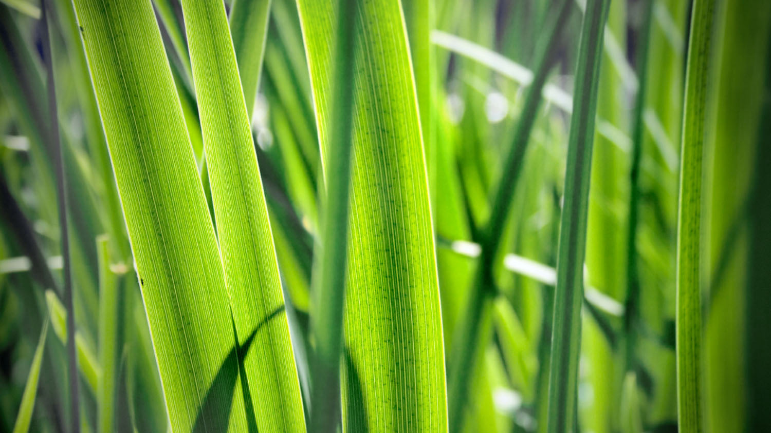 Fire de iarbă care ilustrează procesul de fotosinteză
