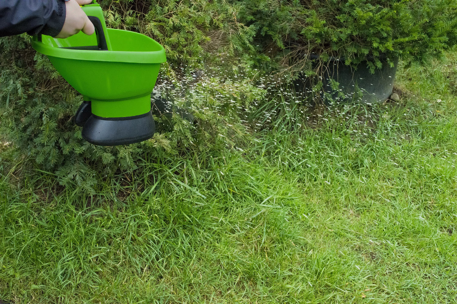 Aplicare îngrășământ granular pe gazon cu Easy Drop