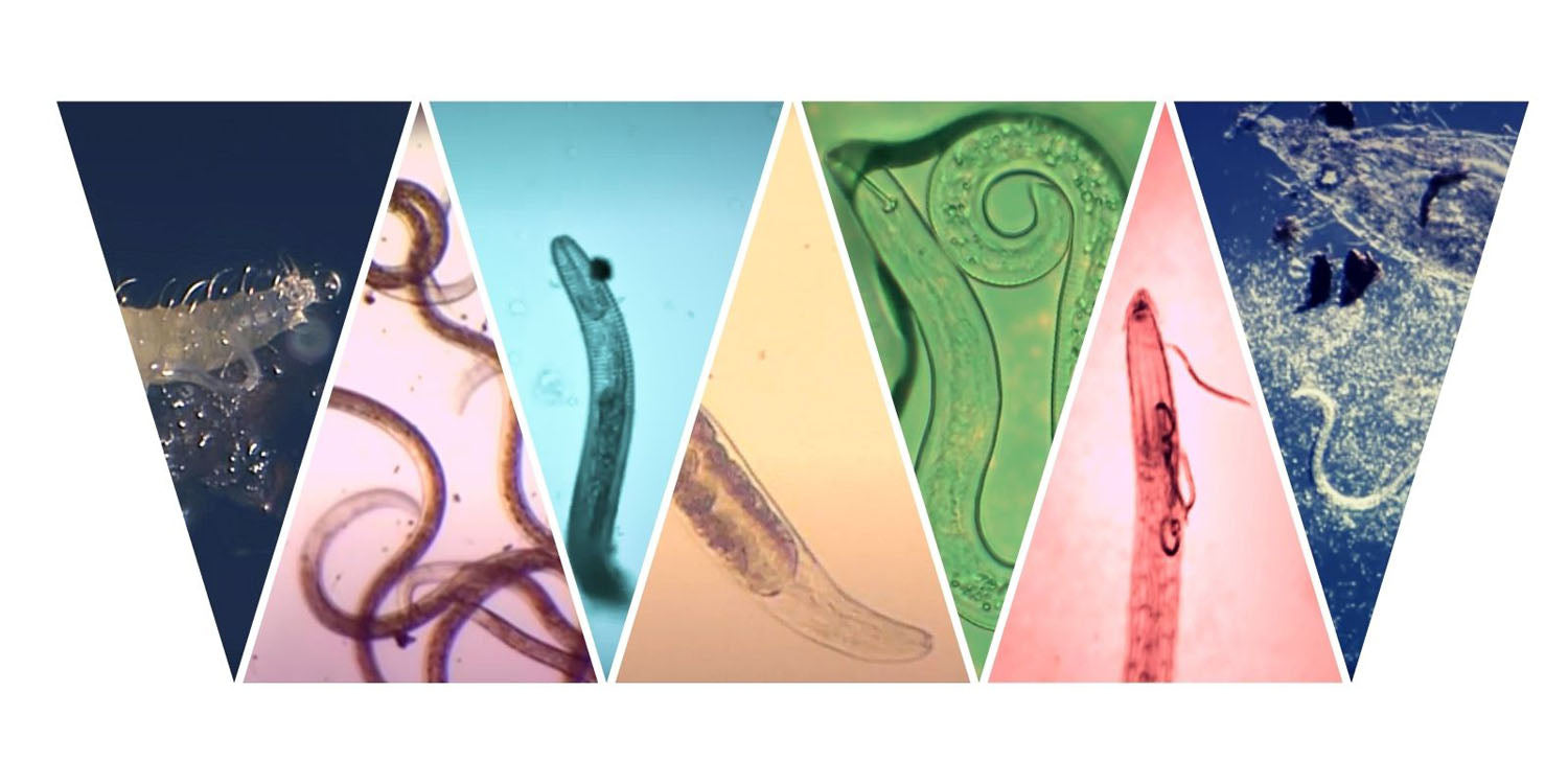 Colaj de imagini microscopice cu nematozi dăunători și benefici, evidențiind rolul lor în ecosistemul gazonului.