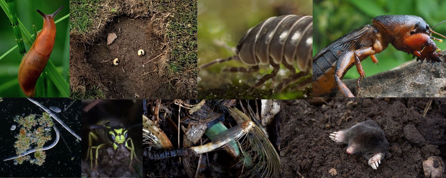 Limax, coropișniță, cărăbuși, păduchele de lemn și cârtița pot deteriora gazonul și rădăcinile plantelor.