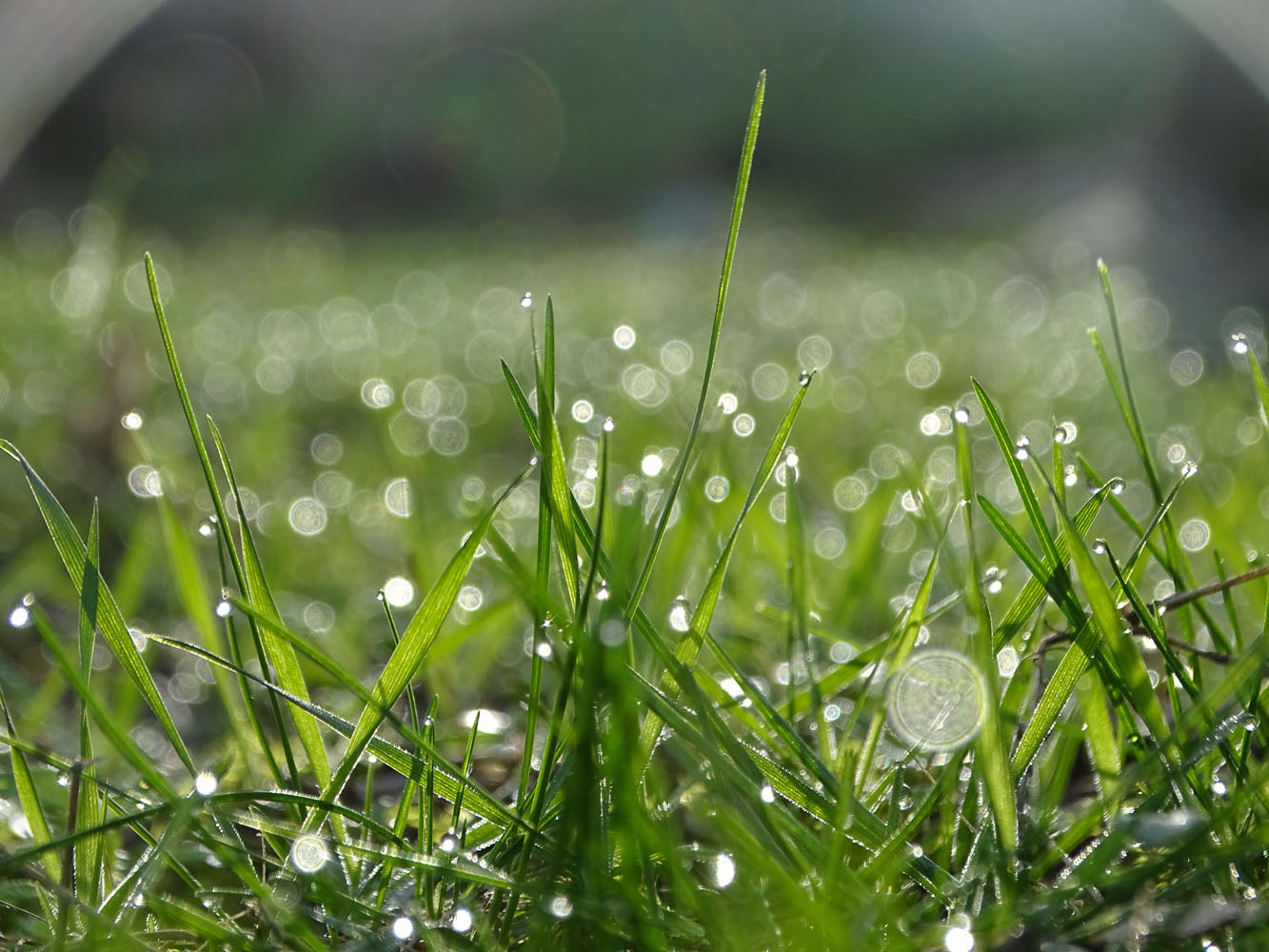 Fire de iarbă acoperite de rouă strălucesc în lumina soarelui