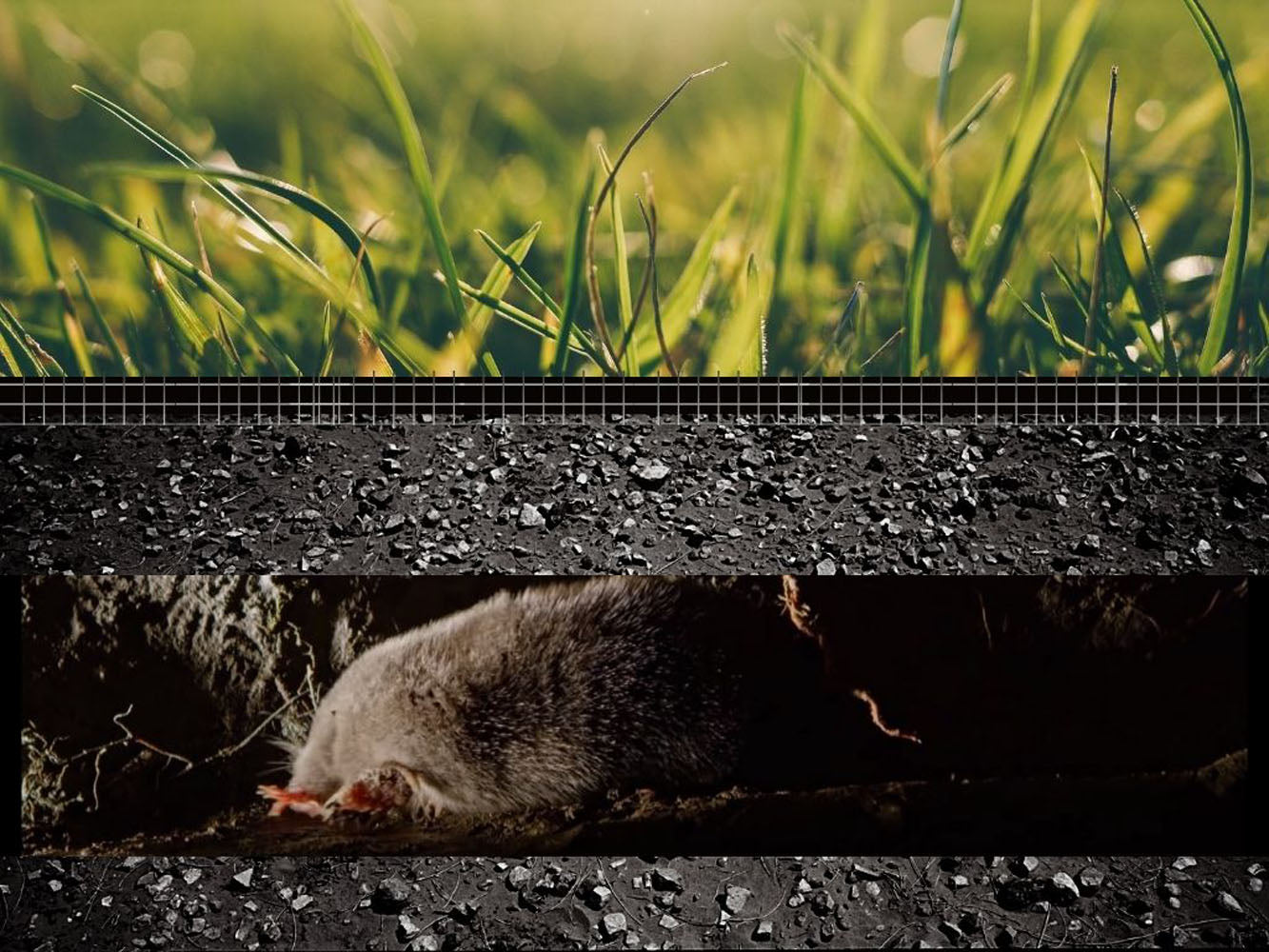 Plasele anti-cârtițe protejează gazonul prin prevenirea galeriilor subterane și menținerea uniformității solului.