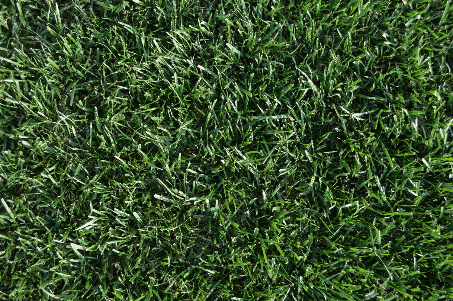 Gazon verde, bine întreținut