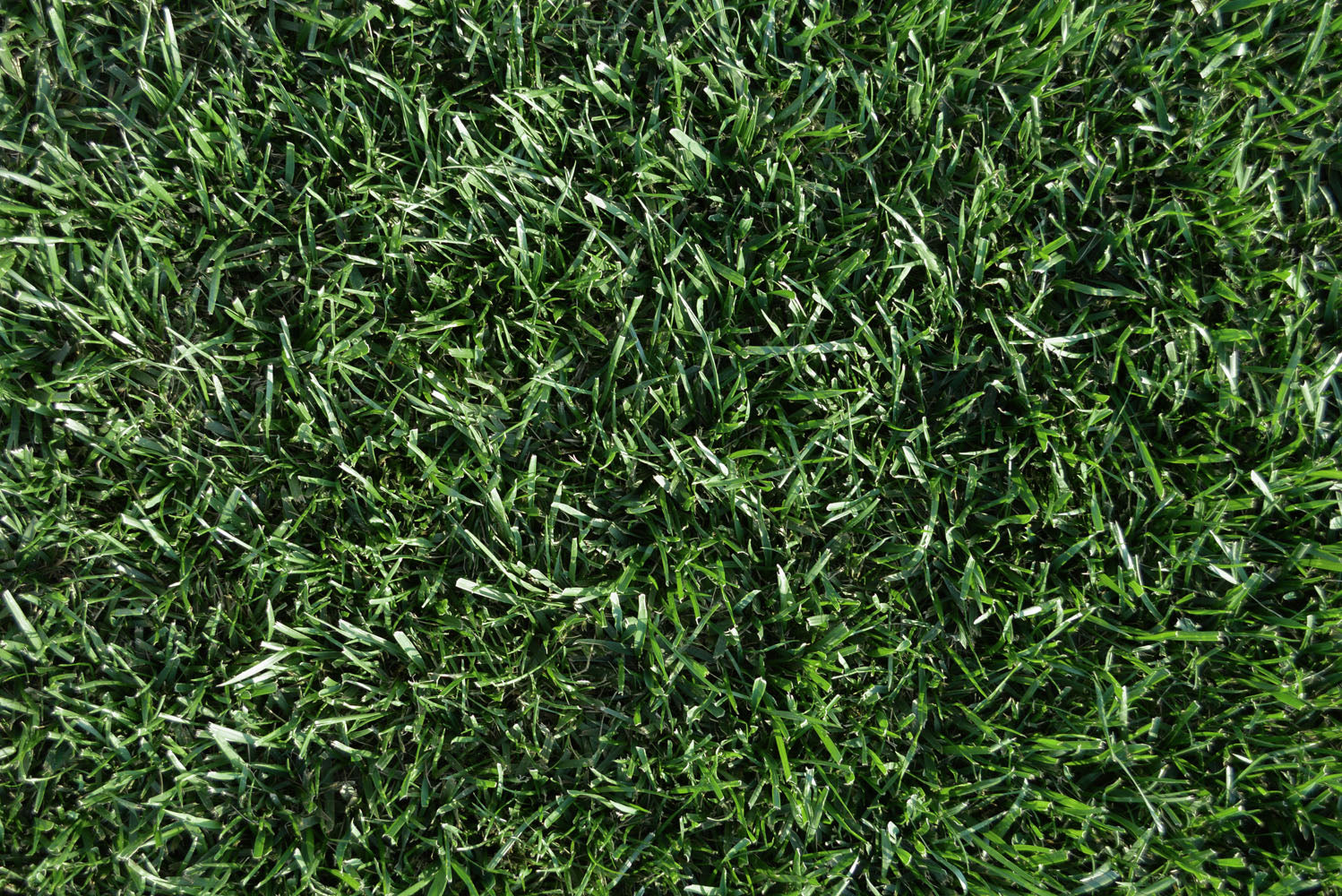 Gazon matur, dens și sănătos