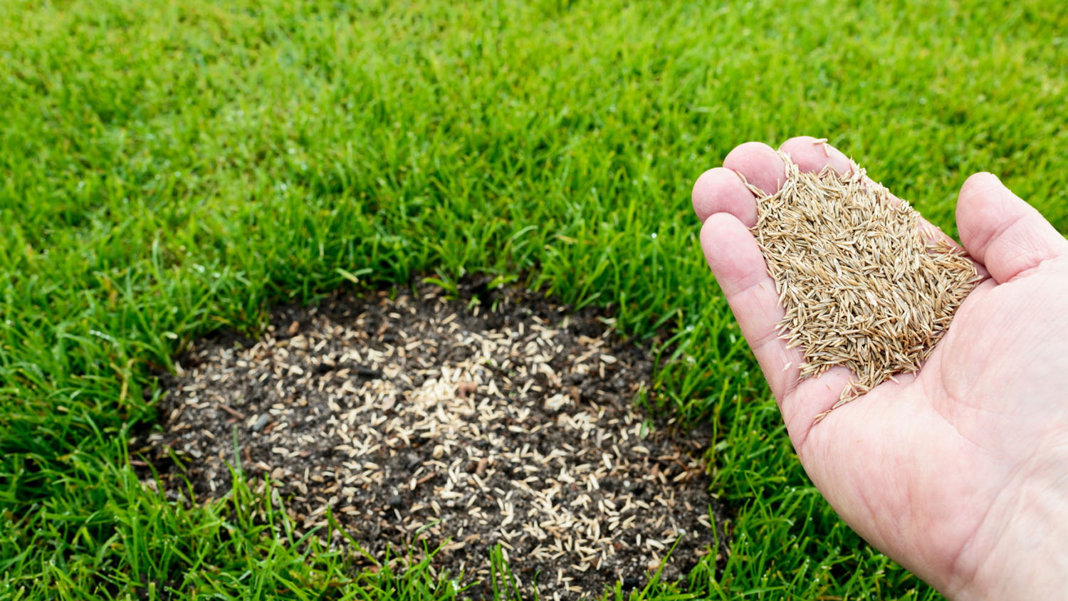 O mână cu semințe de gazon deasupra unui petic de pământ gol, înconjurat de iarbă verde densă, pregătită pentru supraînsămânțare
