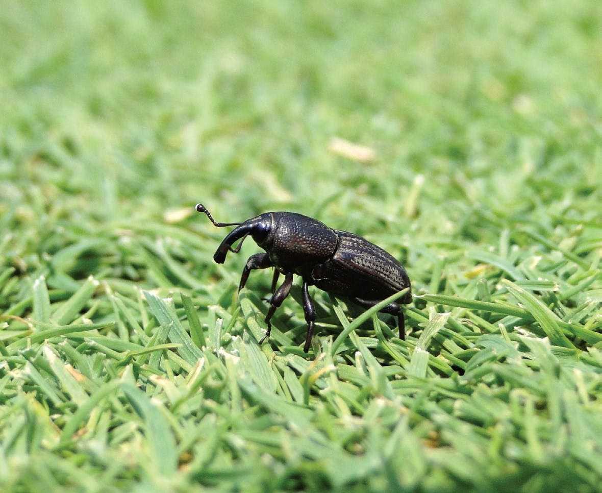 Gândac negru pe gazon, posibil dăunător ce necesită tratament insecticid.