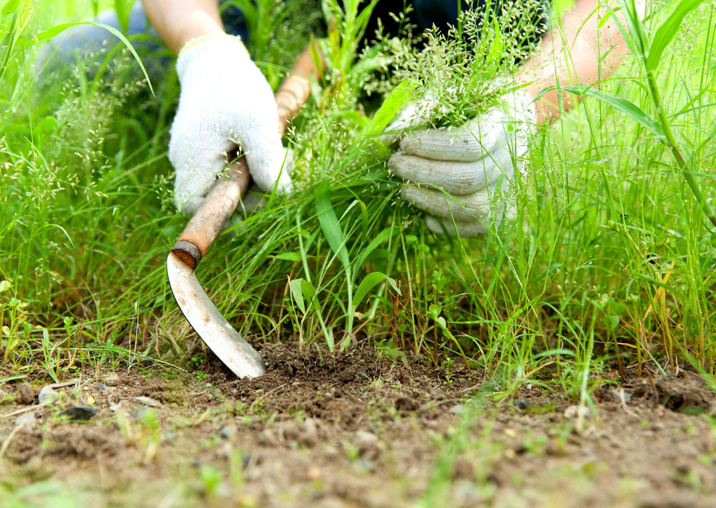 Identificarea și eliminarea corectă a celor mai invazive trei buruieni ajută la menținerea unui gazon sănătos și uniform.