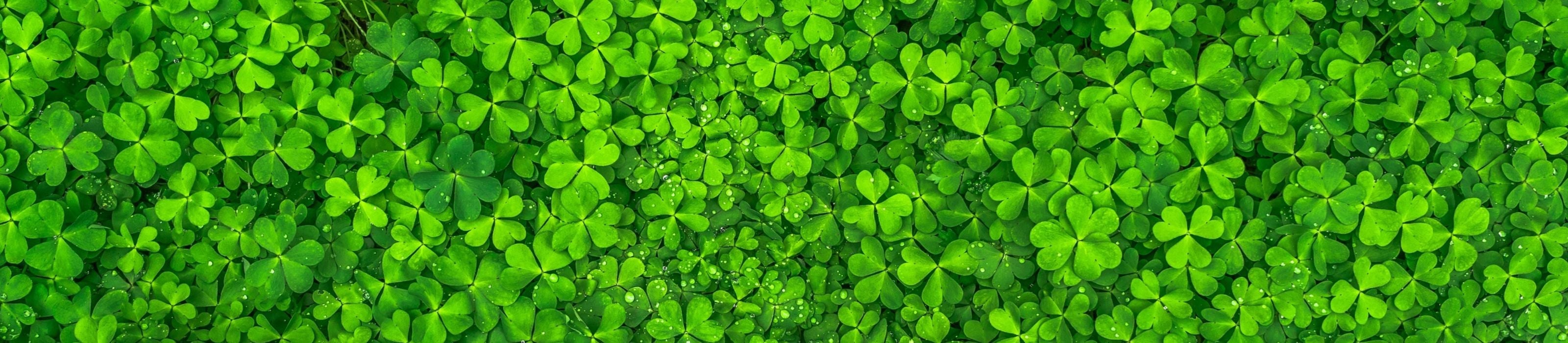 Semințe Flori și Trifoi