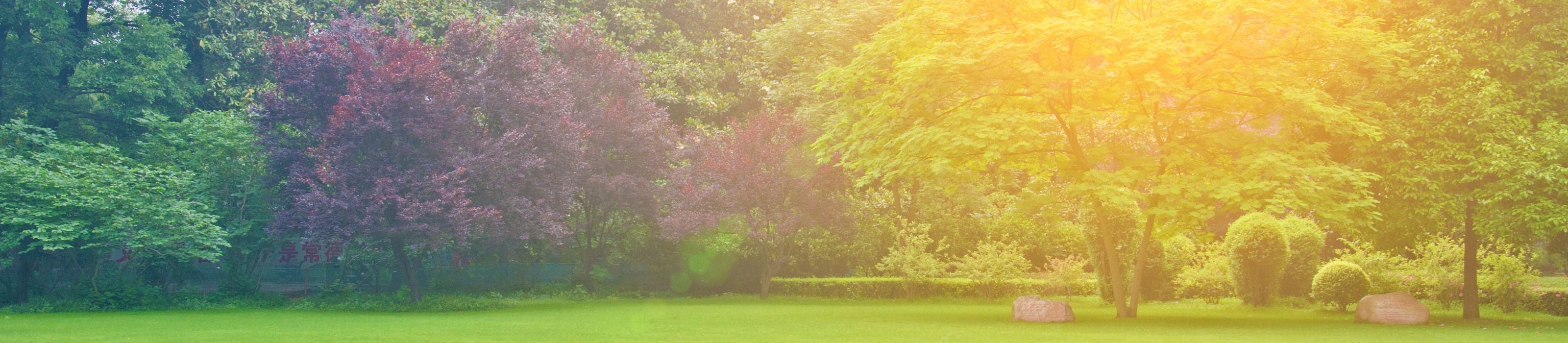 Bacterii și ciuperci