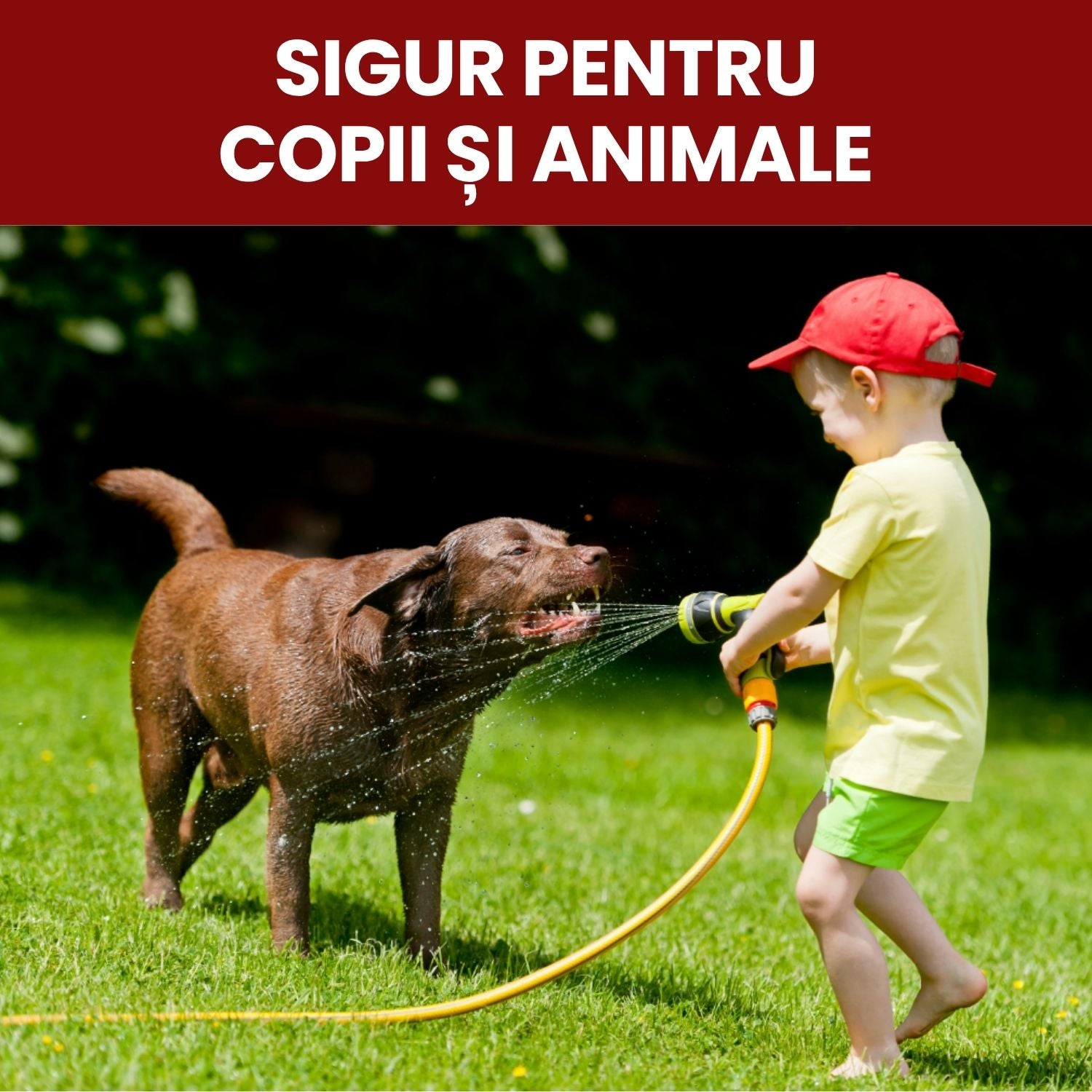 Pachet Tratament Bio - Bacterii și ciuperci formatoare de micoriză