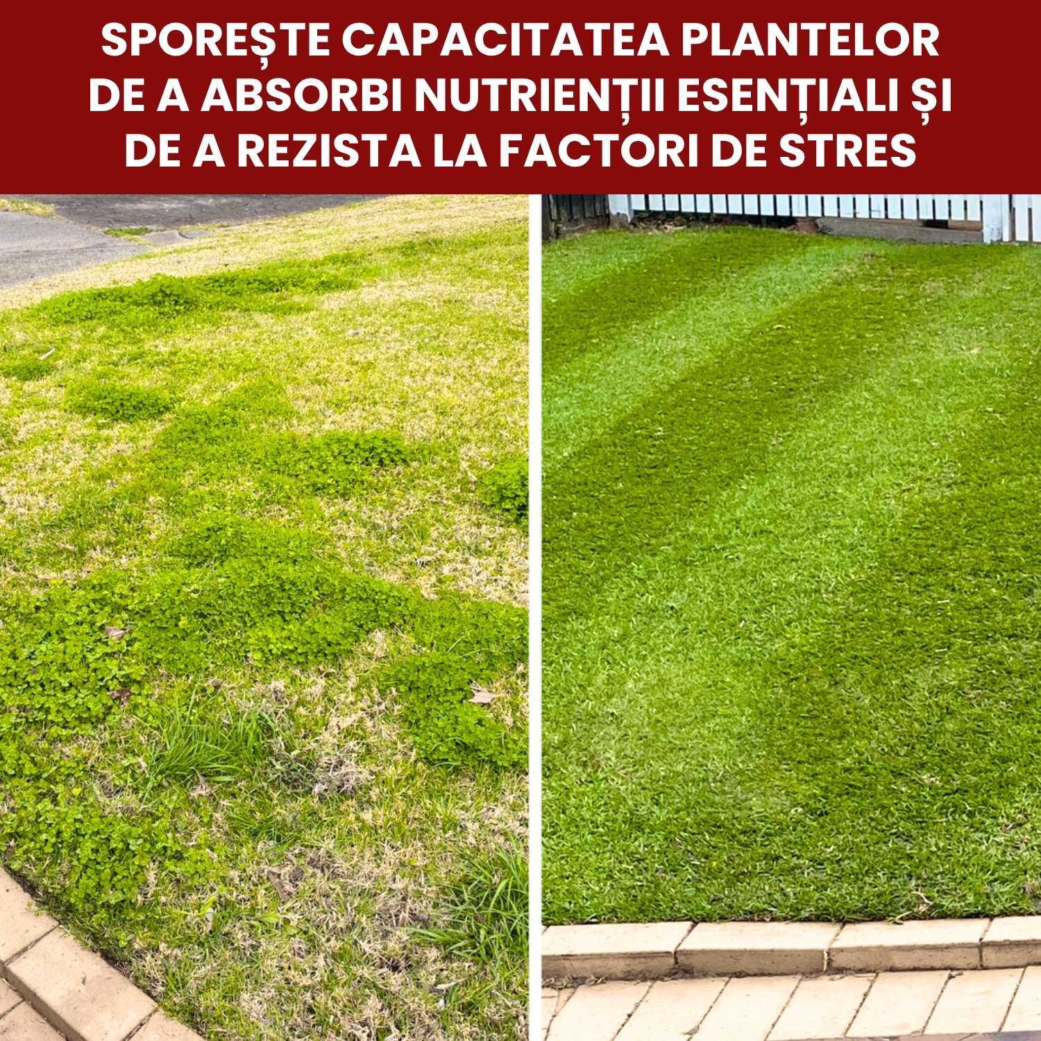 Îngrășământ gazon Fortify pentru rădăcini puternice și rezistență la stres