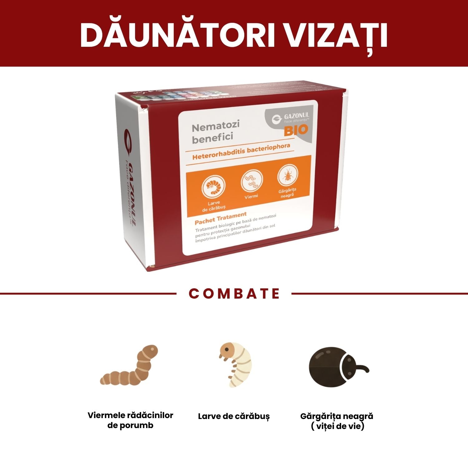 Nematozi benefici Heterorhabditis bacteriophora pentru viermi și alți dăunători