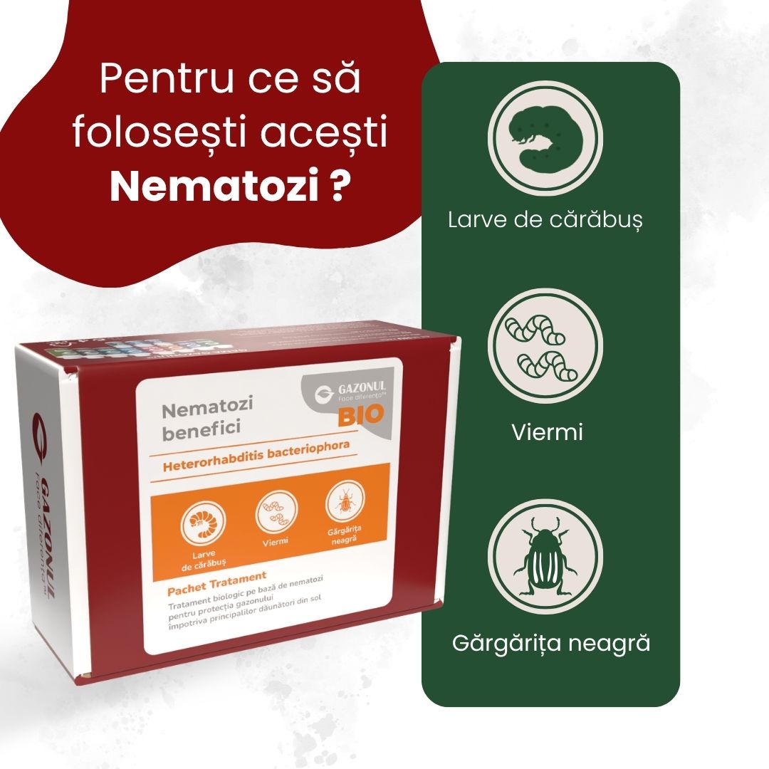 Nematozi benefici Heterorhabditis bacteriophora pentru viermi și alți dăunători