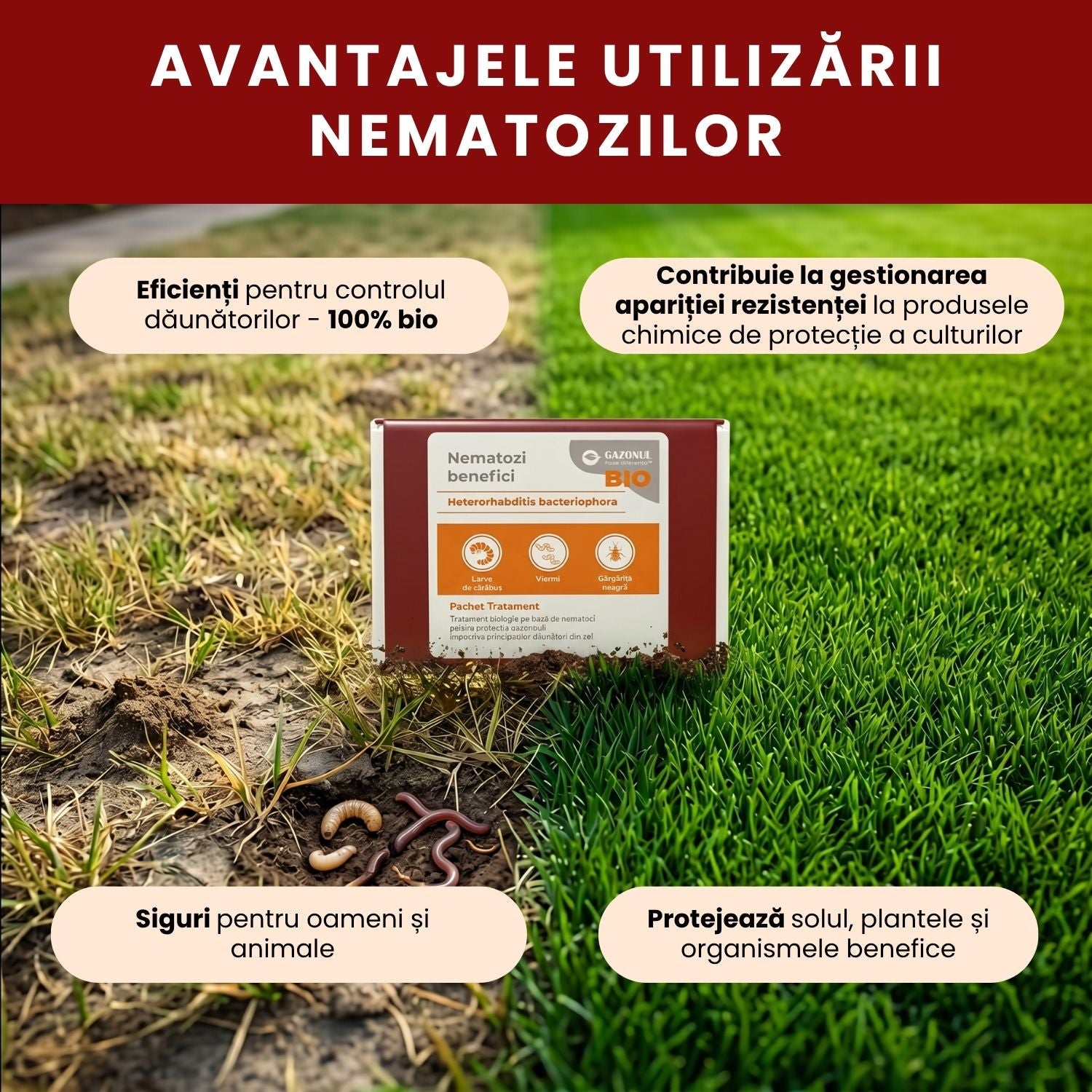 Nematozi benefici Heterorhabditis bacteriophora pentru viermi și alți dăunători