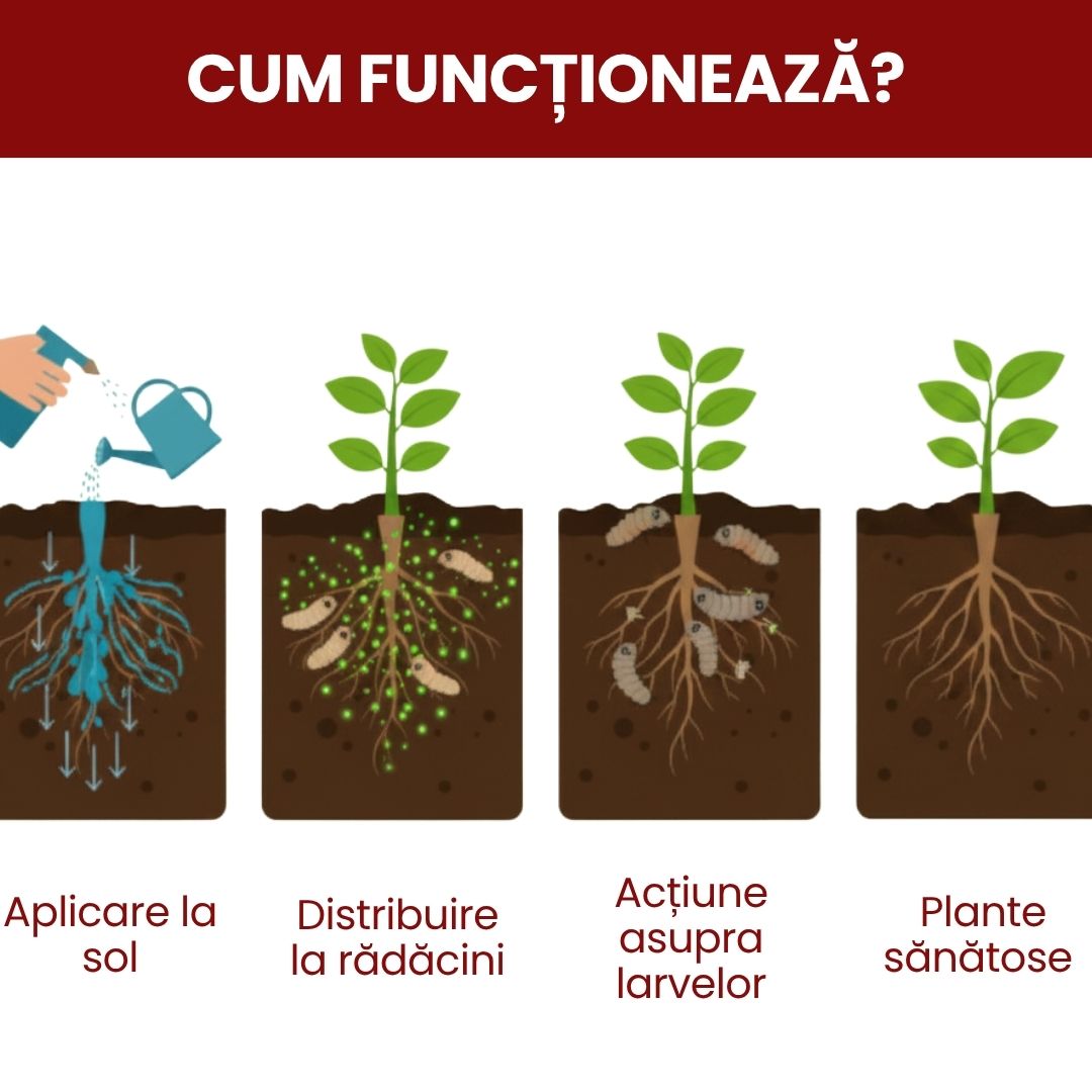 Pachet - Insecticid pentru Gazon – Combatere larve, coropișnițe, viermi și dăunători din sol