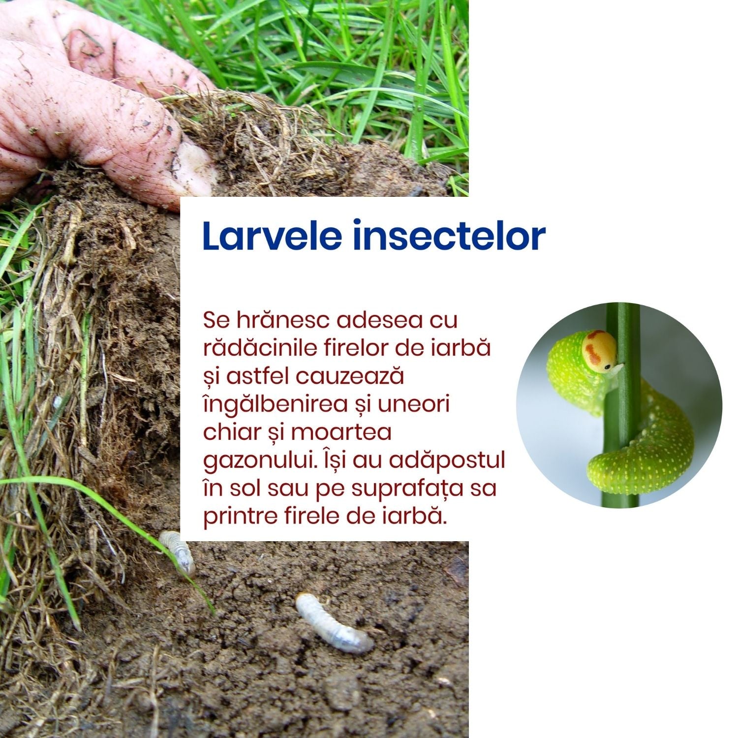 Pachet - Insecticid pentru Gazon – Combatere larve, coropișnițe, viermi și dăunători din sol