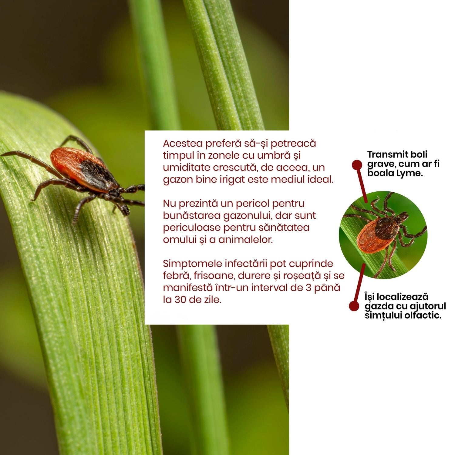 Pachet - Insecticid pentru Gazon – Combatere universala purici, căpușe și alte insecte de teren