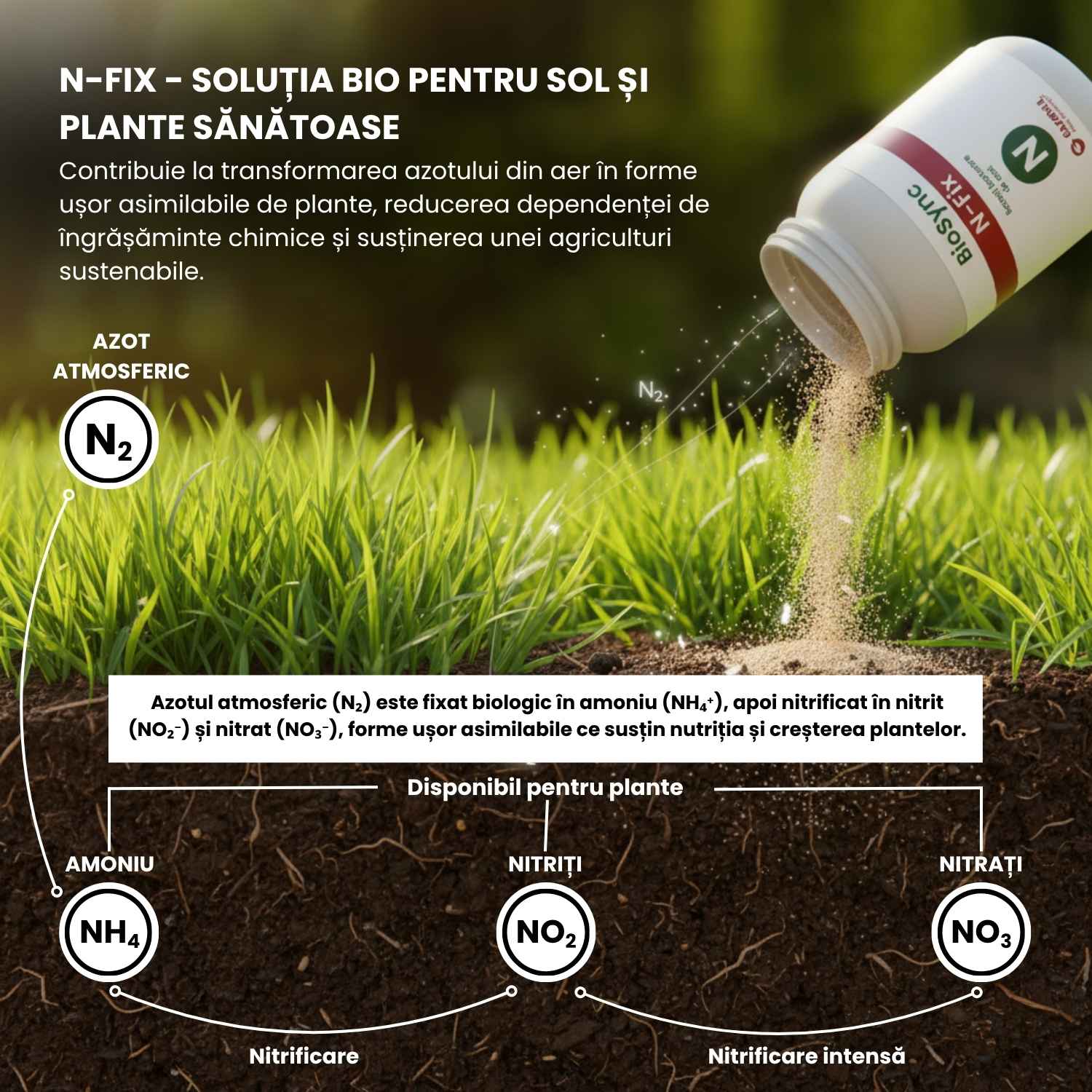 BioSync N-Fix – bacterii fixatoare de azot cu rol în germinarea semințelor și dezvoltarea plantelor 10 g