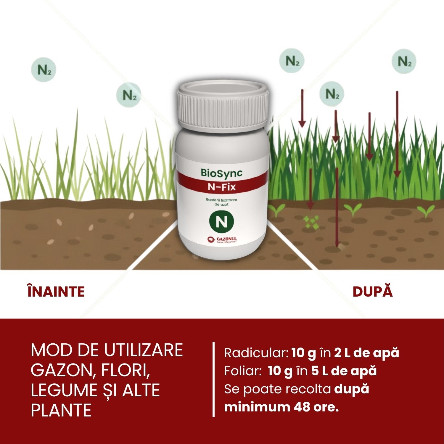 BioSync N-Fix – bacterii fixatoare de azot cu rol în germinarea semințelor și dezvoltarea plantelor 10 g