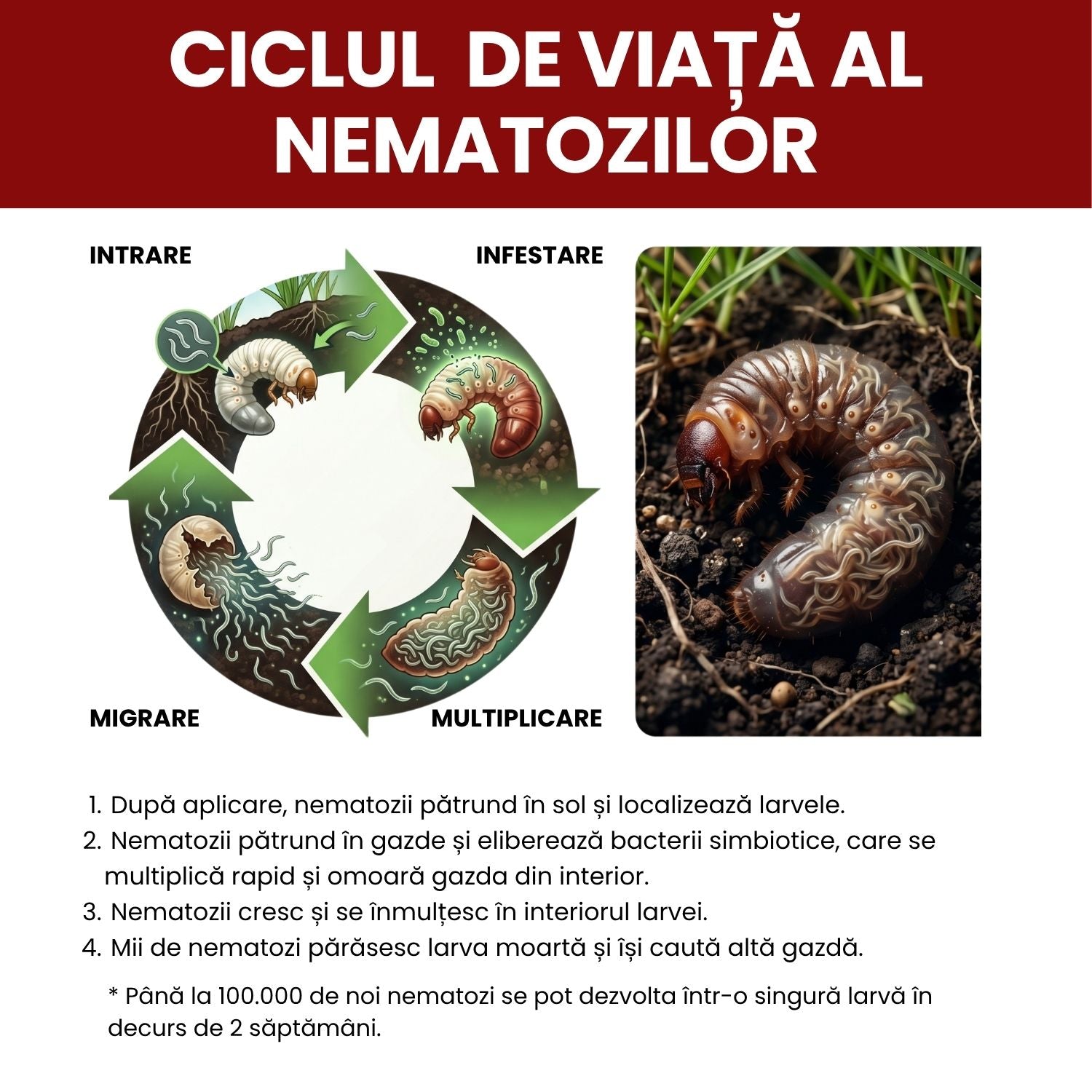 Nematozi benefici Steinernema feltiae pentru molii, tripsi și alți dăunători