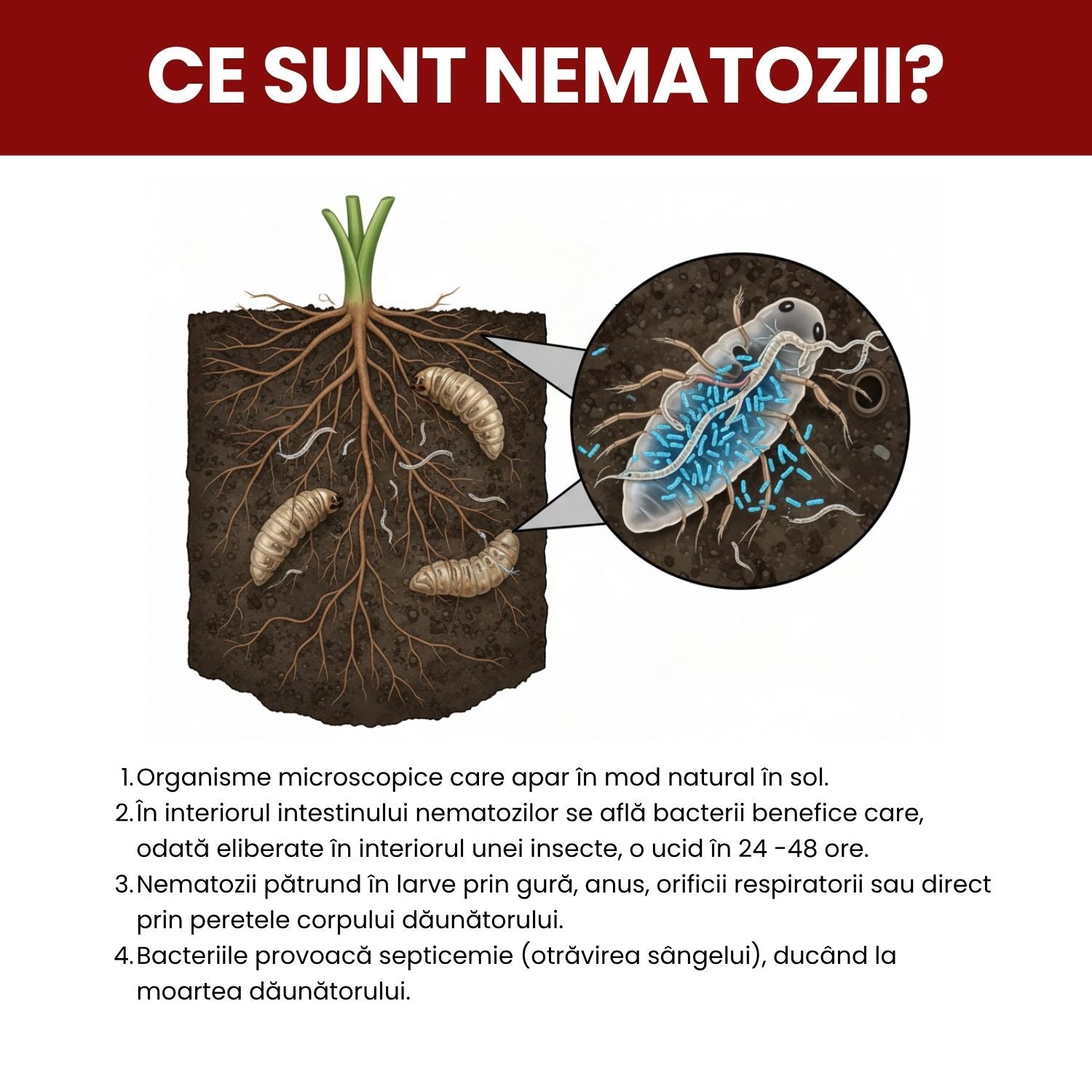 Nematozi benefici Steinernema feltiae pentru molii, tripsi și alți dăunători