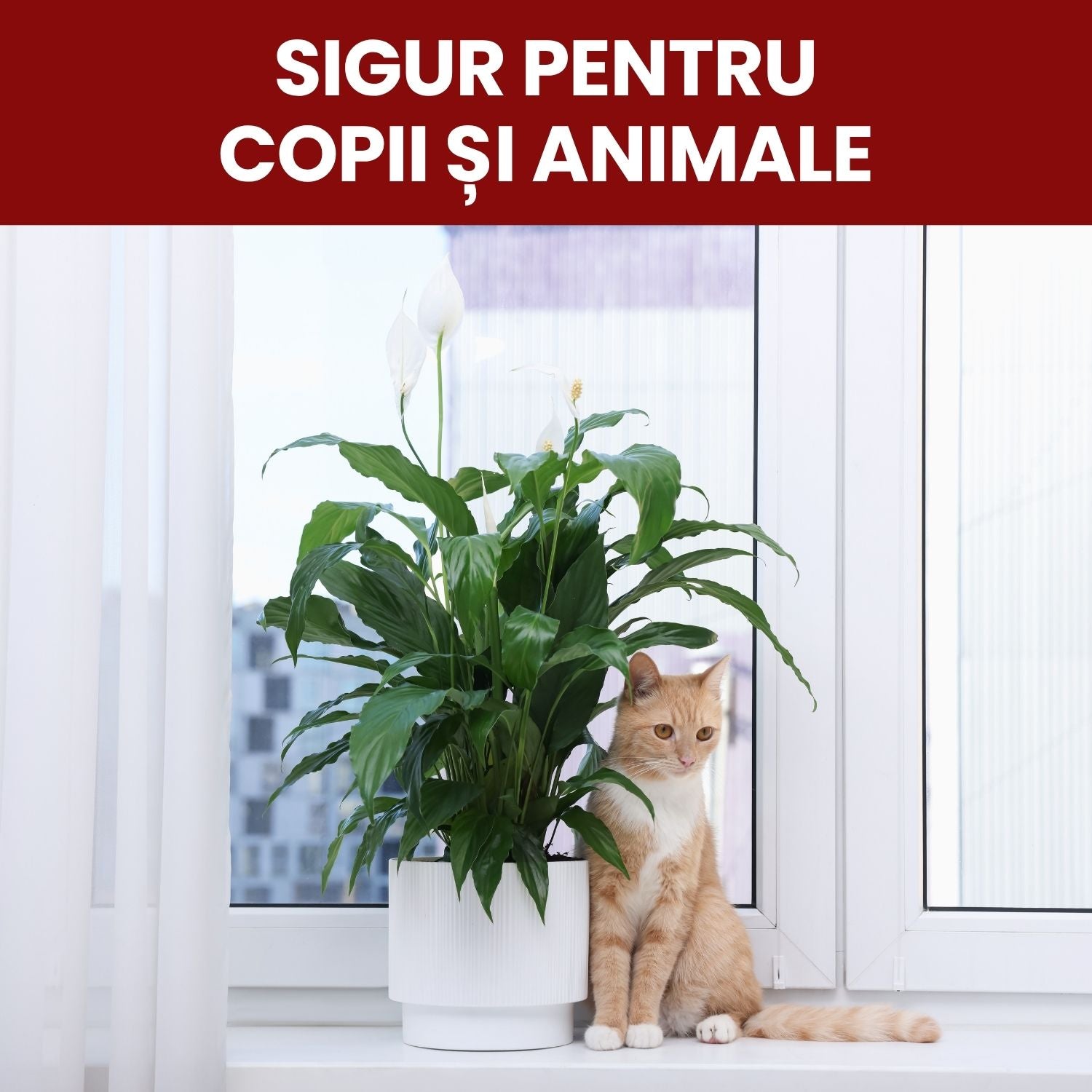 Pachet Îngrijire Plante de interior pentru rădăcini rezistente