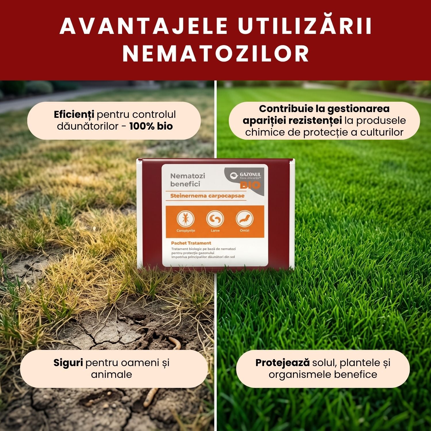 Nematozi benefici Steinernema carpocapsae pentru coropișnițe, larve și alți dăunători