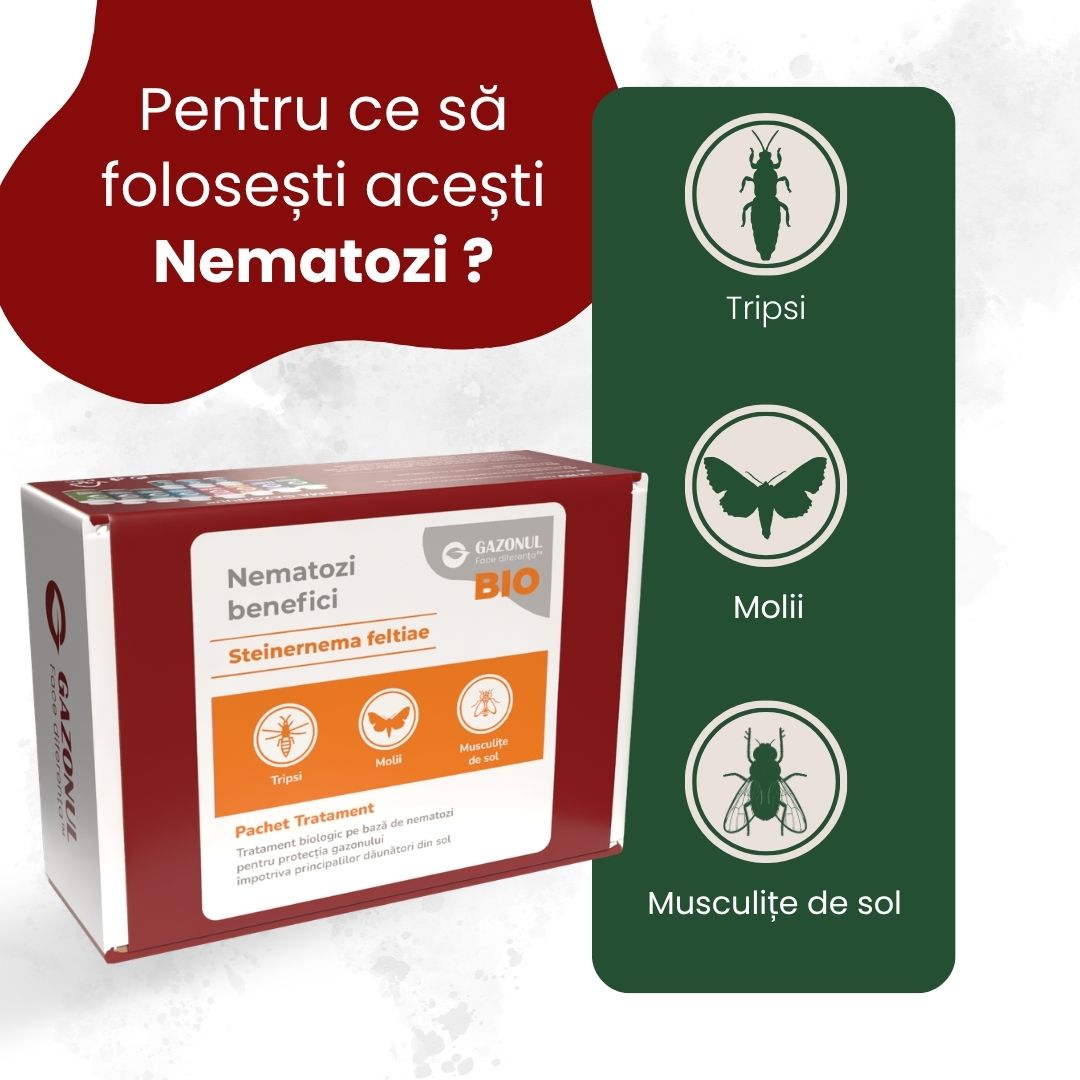 Nematozi benefici Steinernema feltiae pentru molii, tripsi și alți dăunători