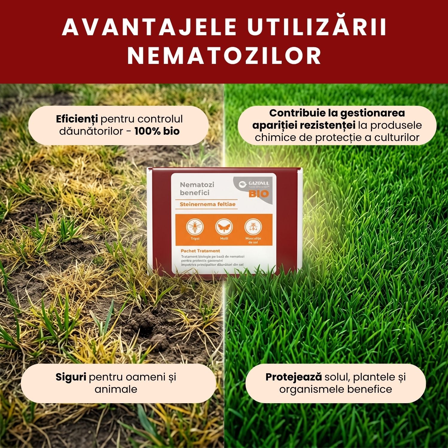 Nematozi benefici Steinernema feltiae pentru molii, tripsi și alți dăunători