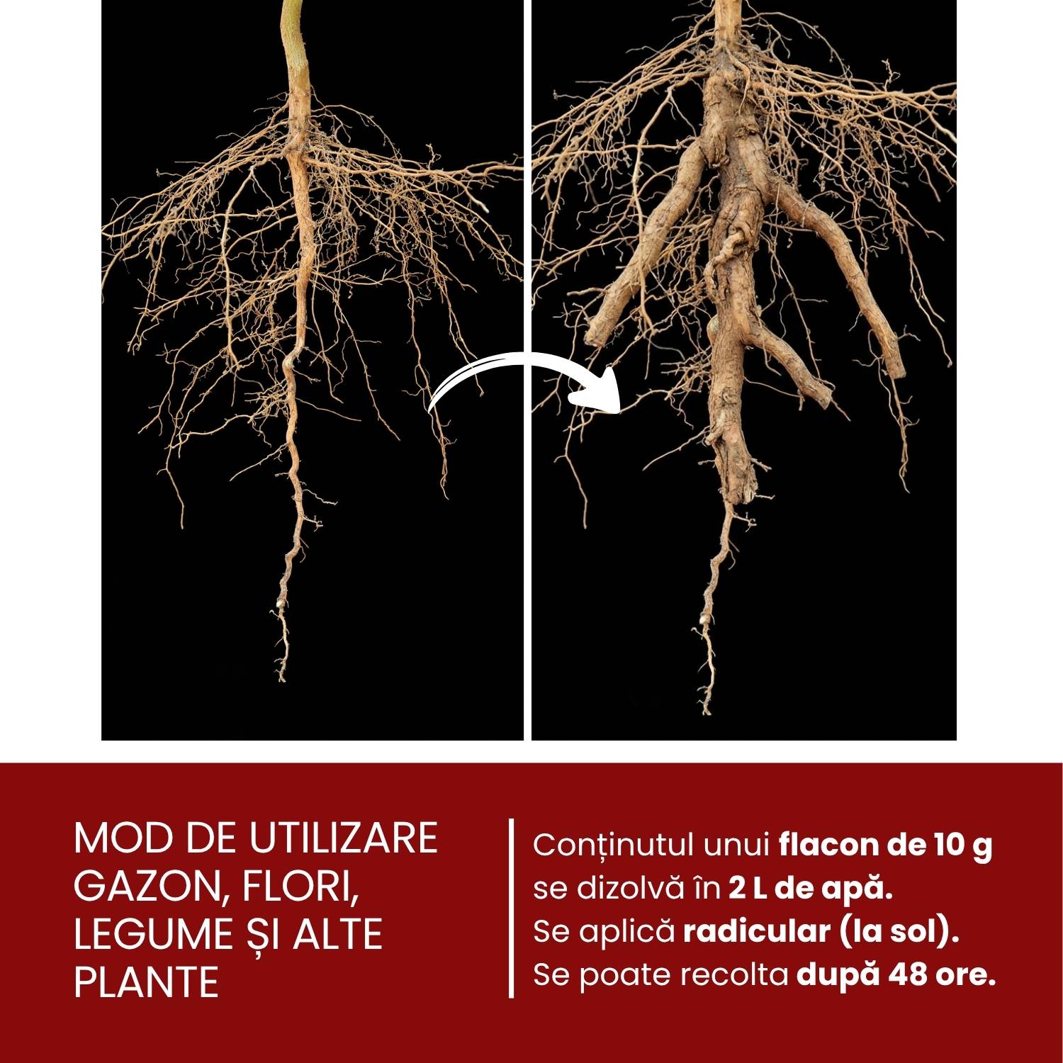 BioSync Symbio – micorize pentru simbioză și rădăcini puternice 10 g